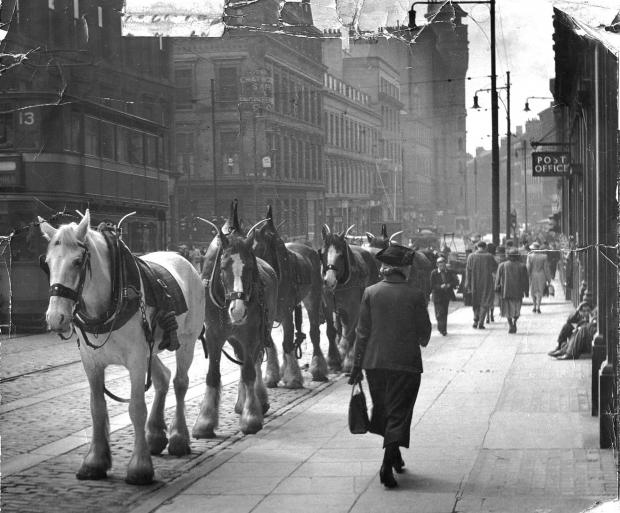 Glasgow Times: Trace horses in Glasgow, 1949, waiting patiently to haul loads up hills if required.